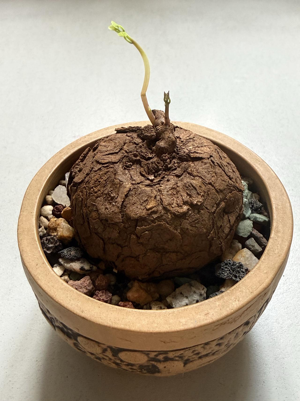 别看错我可不是土豆

xhs经常刷到山乌龟，被它圆滚滚的大块根+清新圆叶片狠狠种