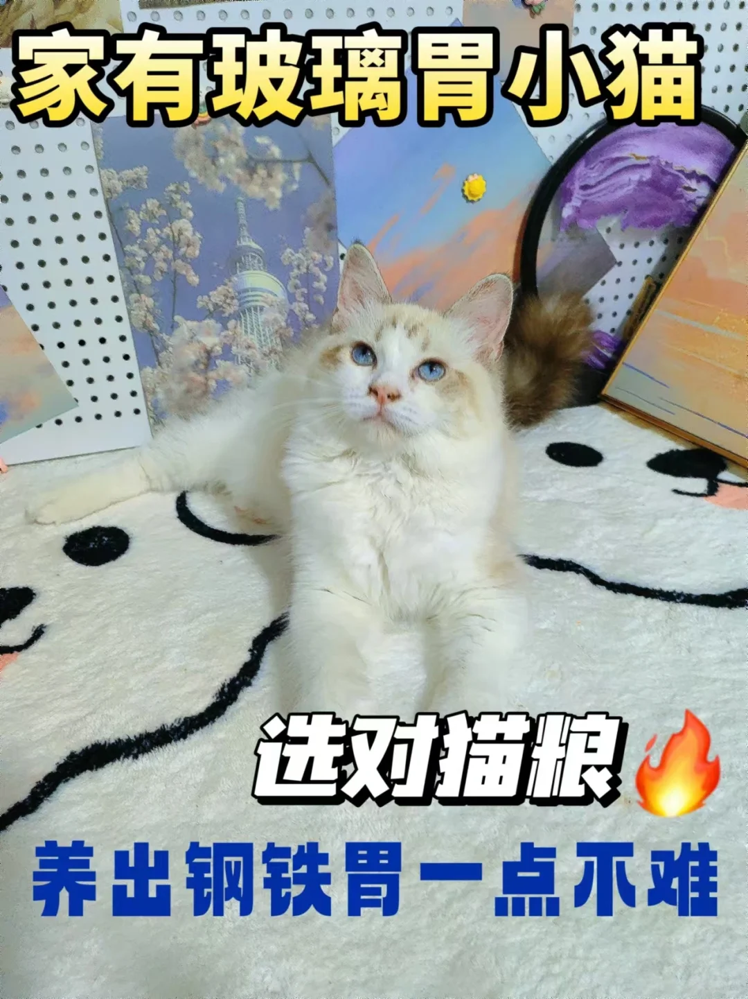 玻璃胃猫咪的天菜猫粮