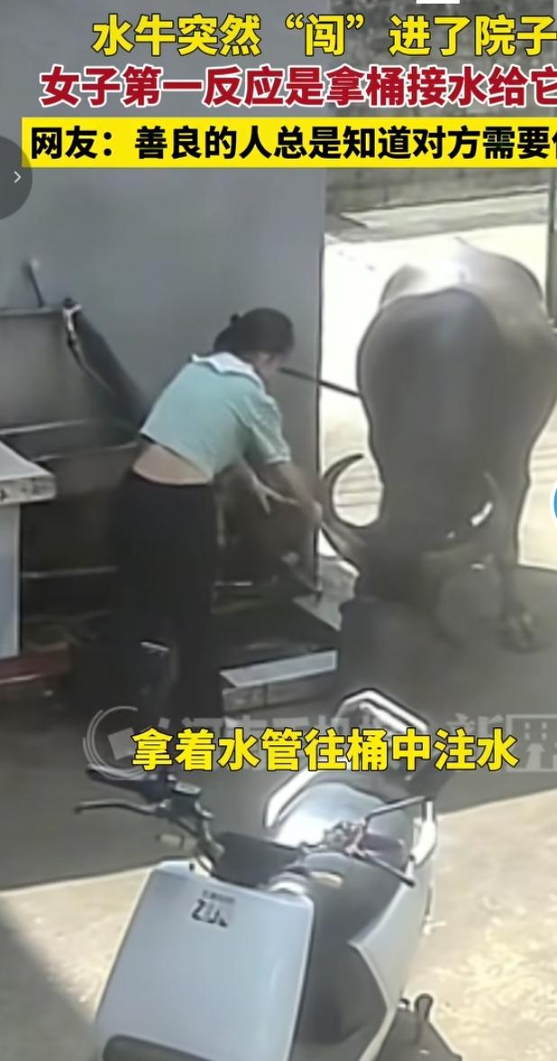 水牛闯进院子，女子暖心接水投喂
 
一头水牛径直闯入农家院落，换做旁人或许会惊慌