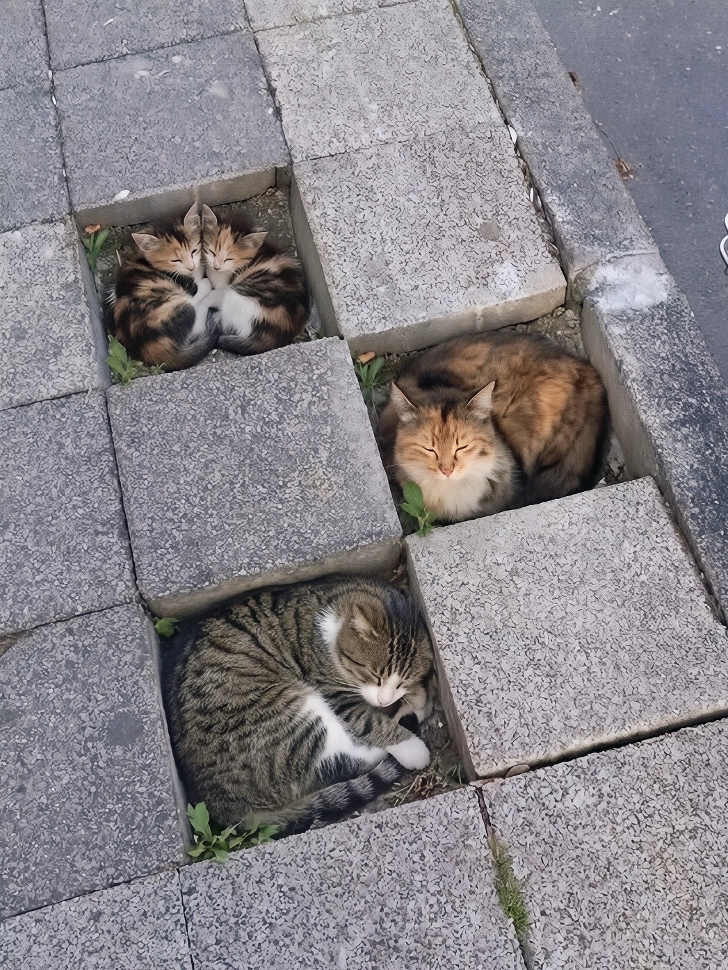 停猫场 ​​​