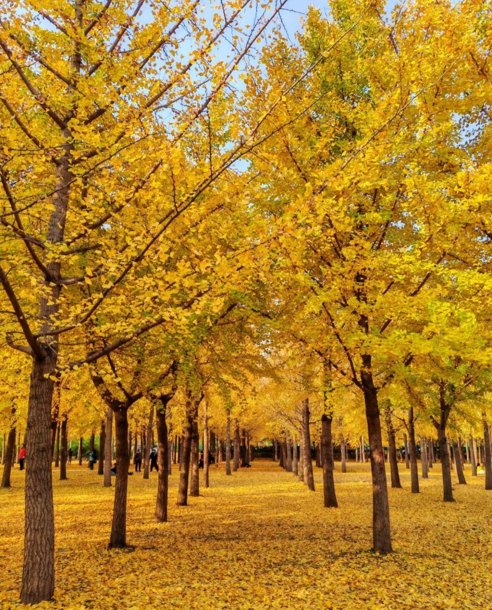银杏树养护方法1、光照：银杏是喜光植物，需要充足的阳光。可以把盆栽放在阳台或庭院