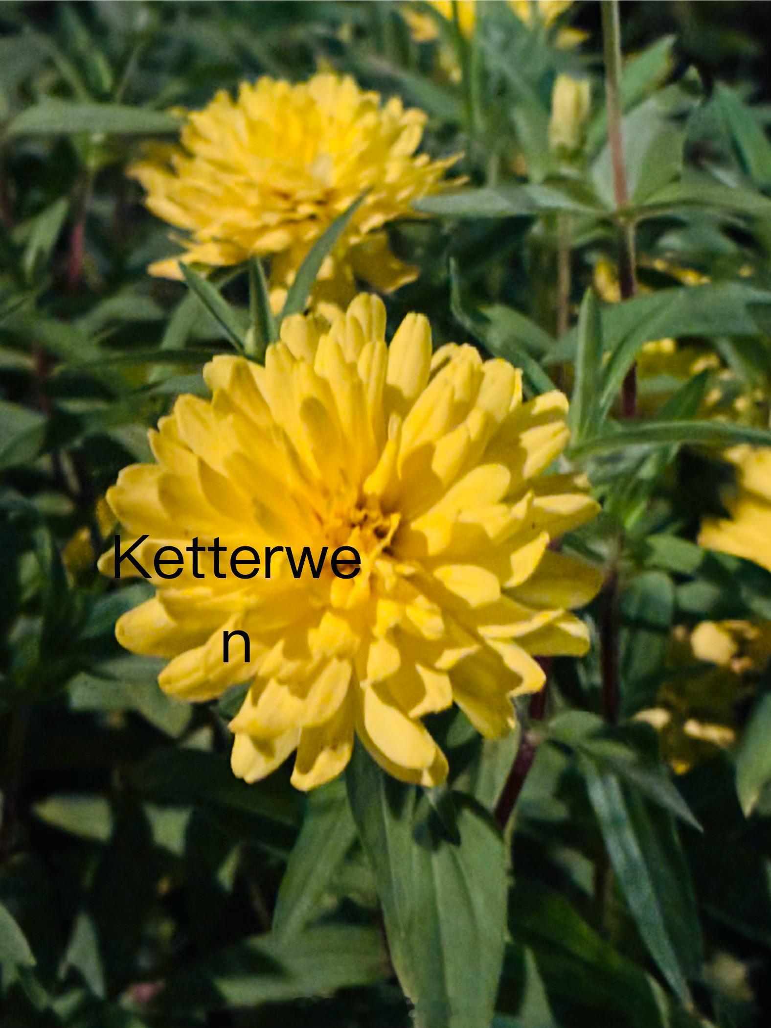 七月二十二の花花🌼 ​  ​​​