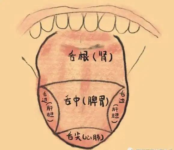 讲讲我对舌诊的一些见解

齿痕舌是许多人都有的，甚至正常人在状态不好的时候，也会