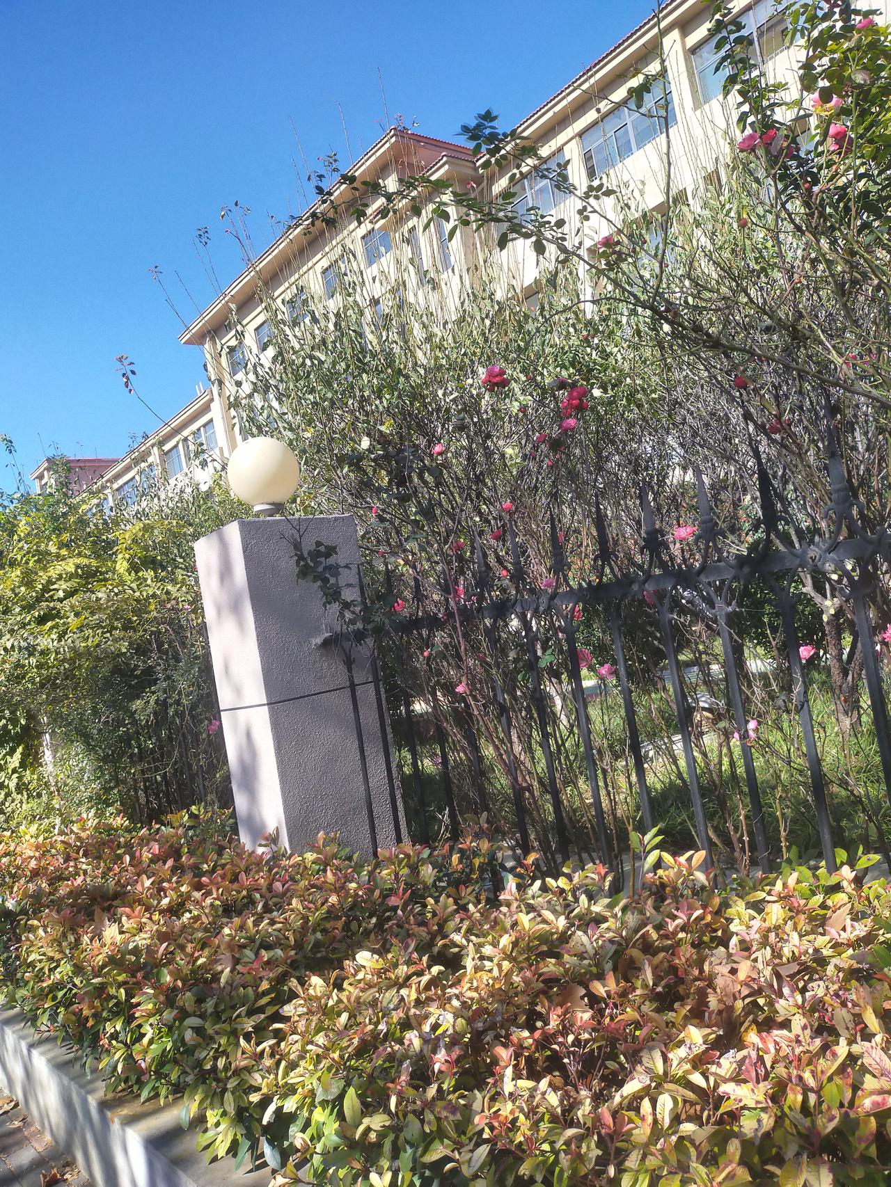 这天气也太舒服了！你看这蓝天透亮得跟块玻璃似的，栅栏边上的花还开着粉扑扑的，底下