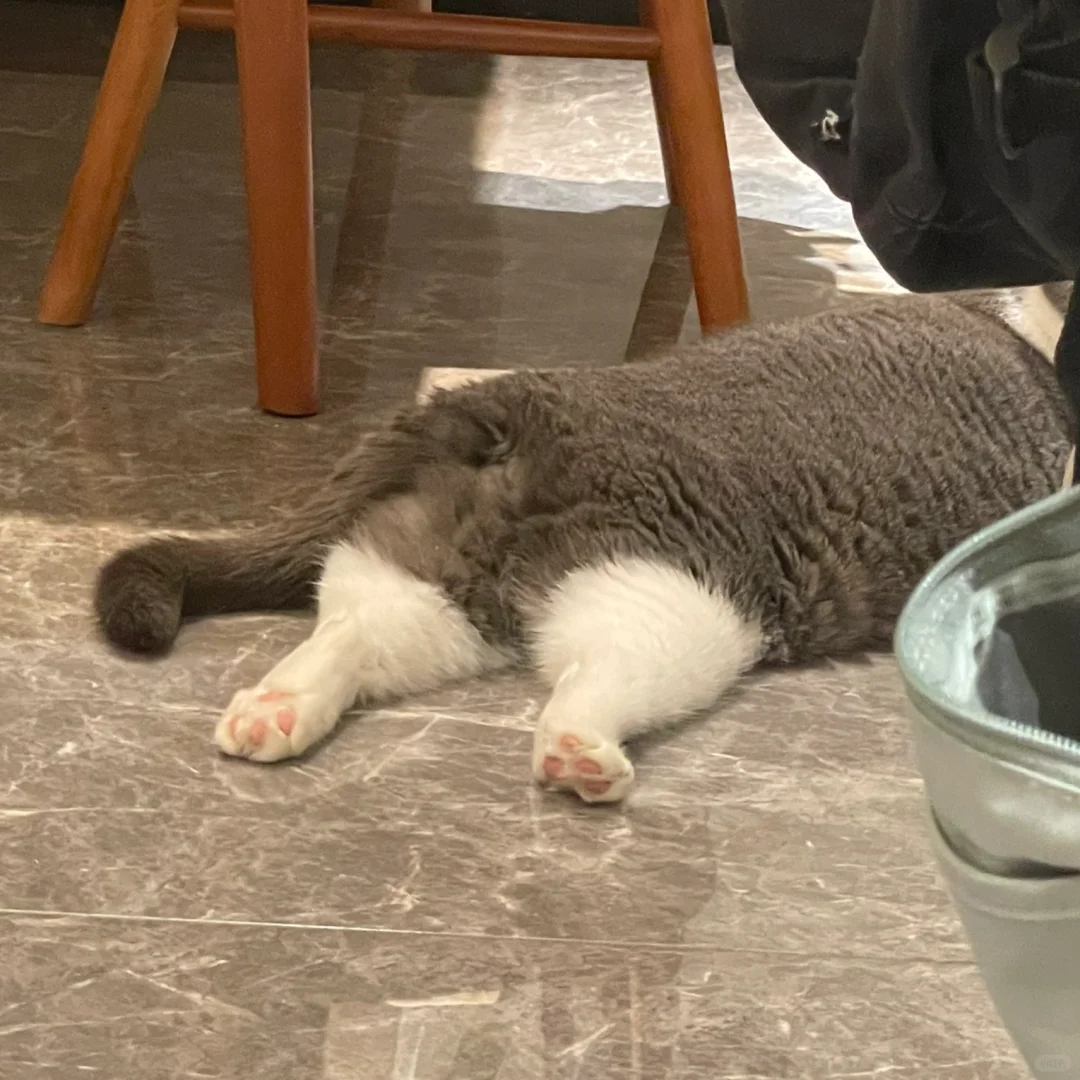 小猫假装鸡腿🍗小猫坏