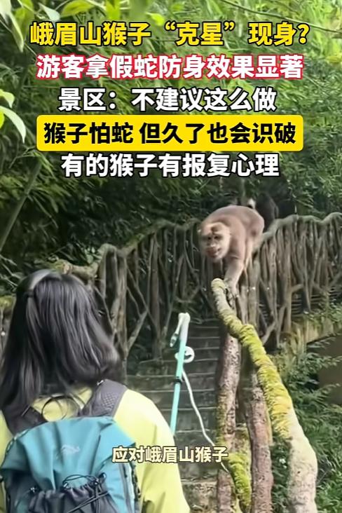 简直笑翻！四川乐山，外地游客早就听说峨眉山猴子“脾气差”，不仅爱抢包裹，还会上手