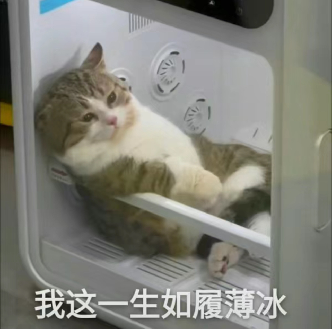 其实今天我同学也夸我头发好看，问我怎么保养的。实话实说，我觉得头发这个东西最主要