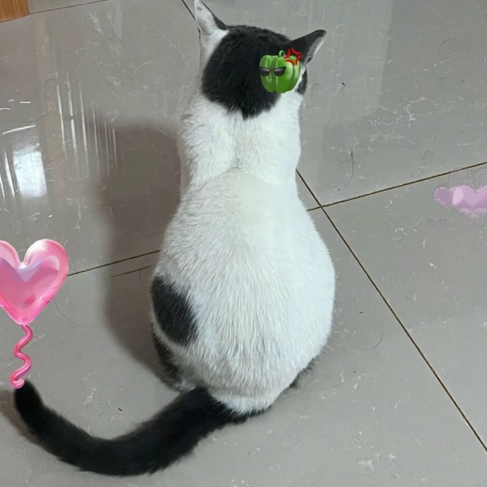 小喵～ 