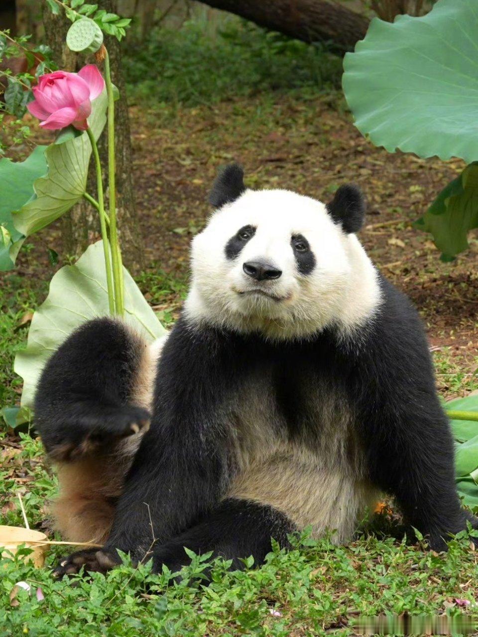 熊猫守护者 谁能拒绝圆乎乎的大熊猫啊！爬树笨拙又灵活，摔下来就地打滚装没事，抱着