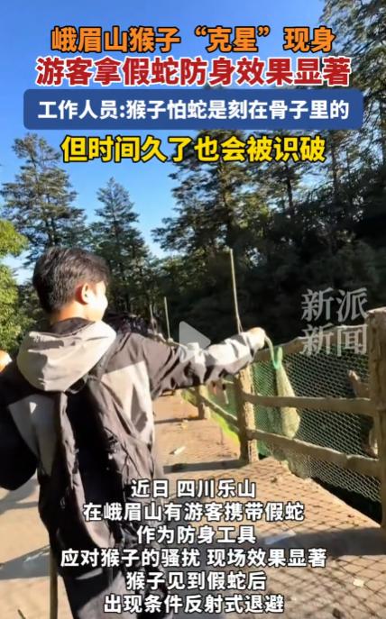 四川乐山峨眉山，一名游客为了防止猴子突然靠近，竟随身带了一件让猴群“闻风而逃”的