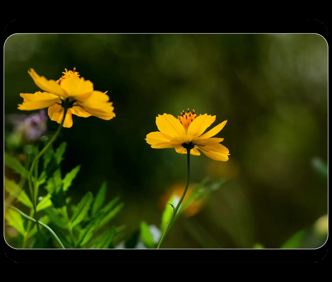 《黄秋英花》

【原创】
  #中国摄影圈#  #花花草草#