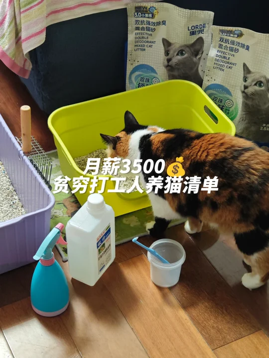 月薪3500💰贫穷打工人养猫清单