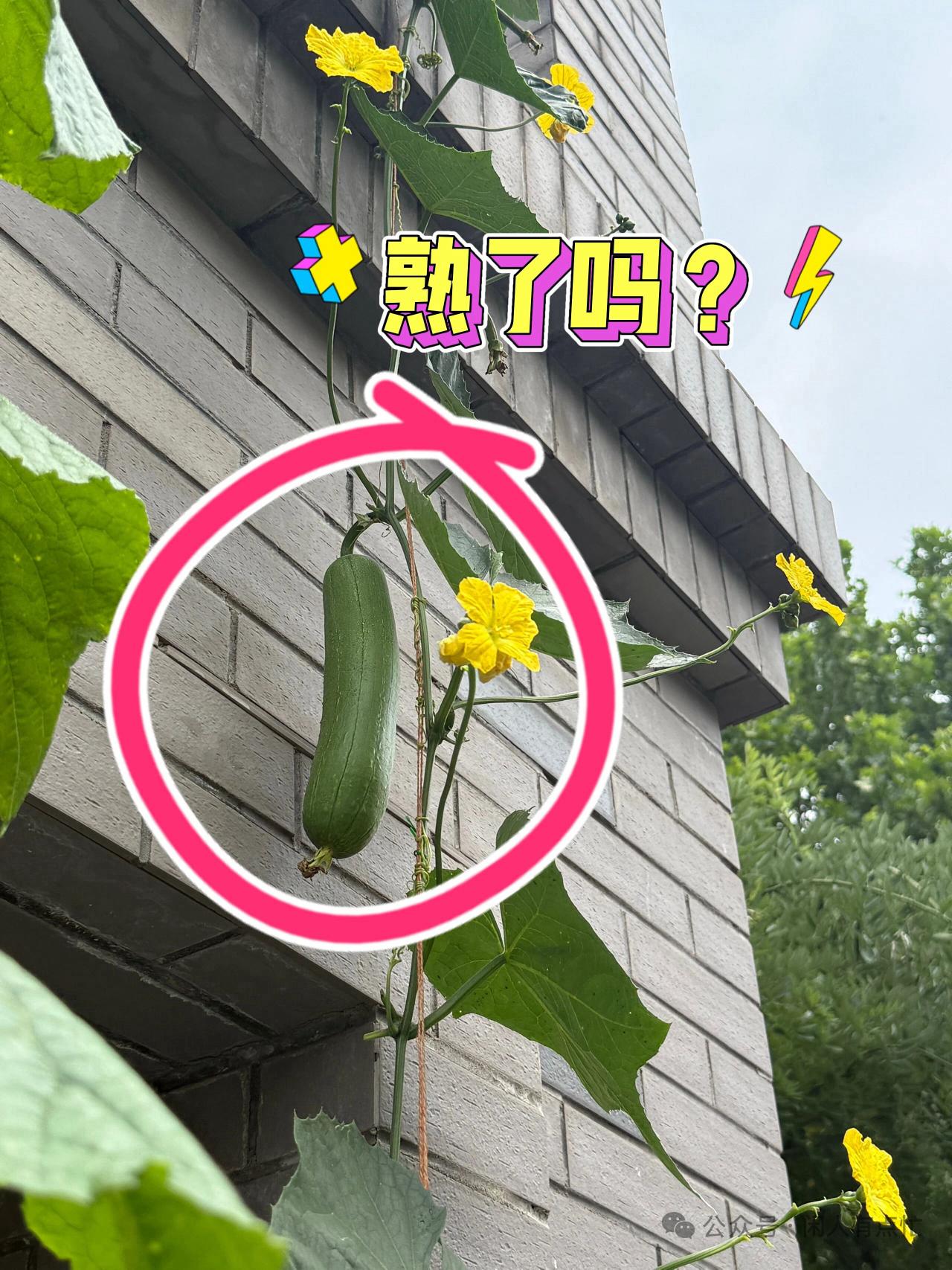 我的今日状态：😁轻松愉快
我这里的天气：☁️阴天
这瓜熟了吗⁉️
可以摘了吧‼