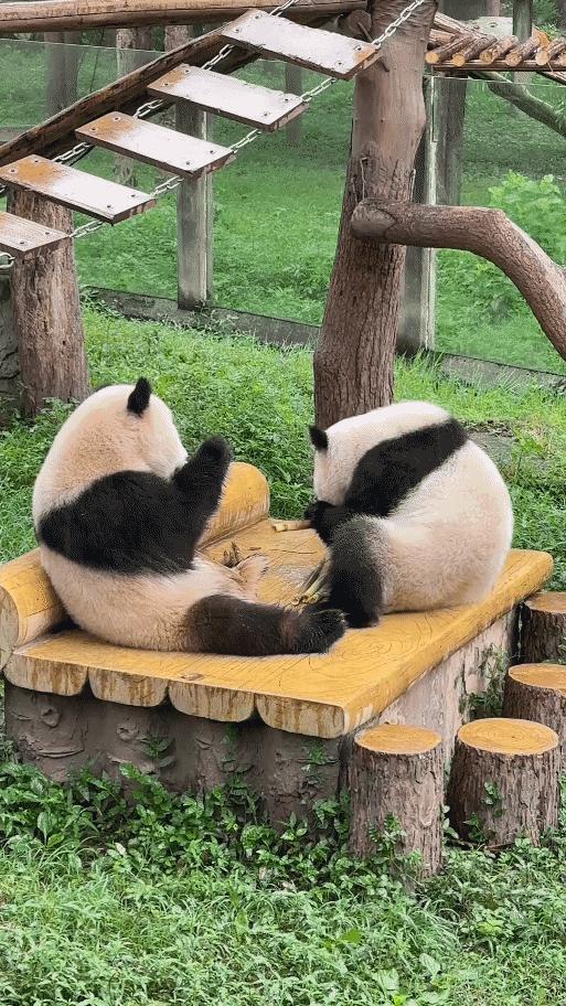 爱姐摔跟头都这么英姿飒爽[笑哭]