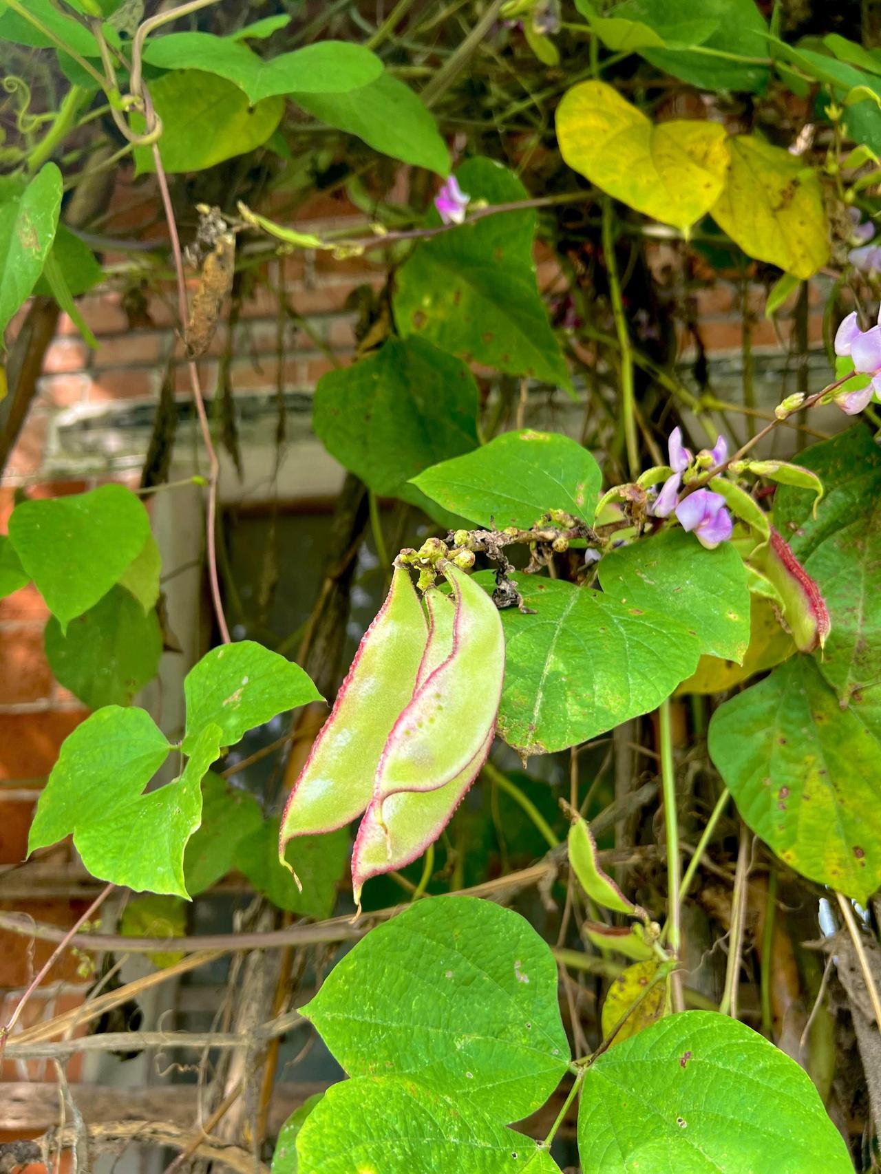 2026最想实现的一件事