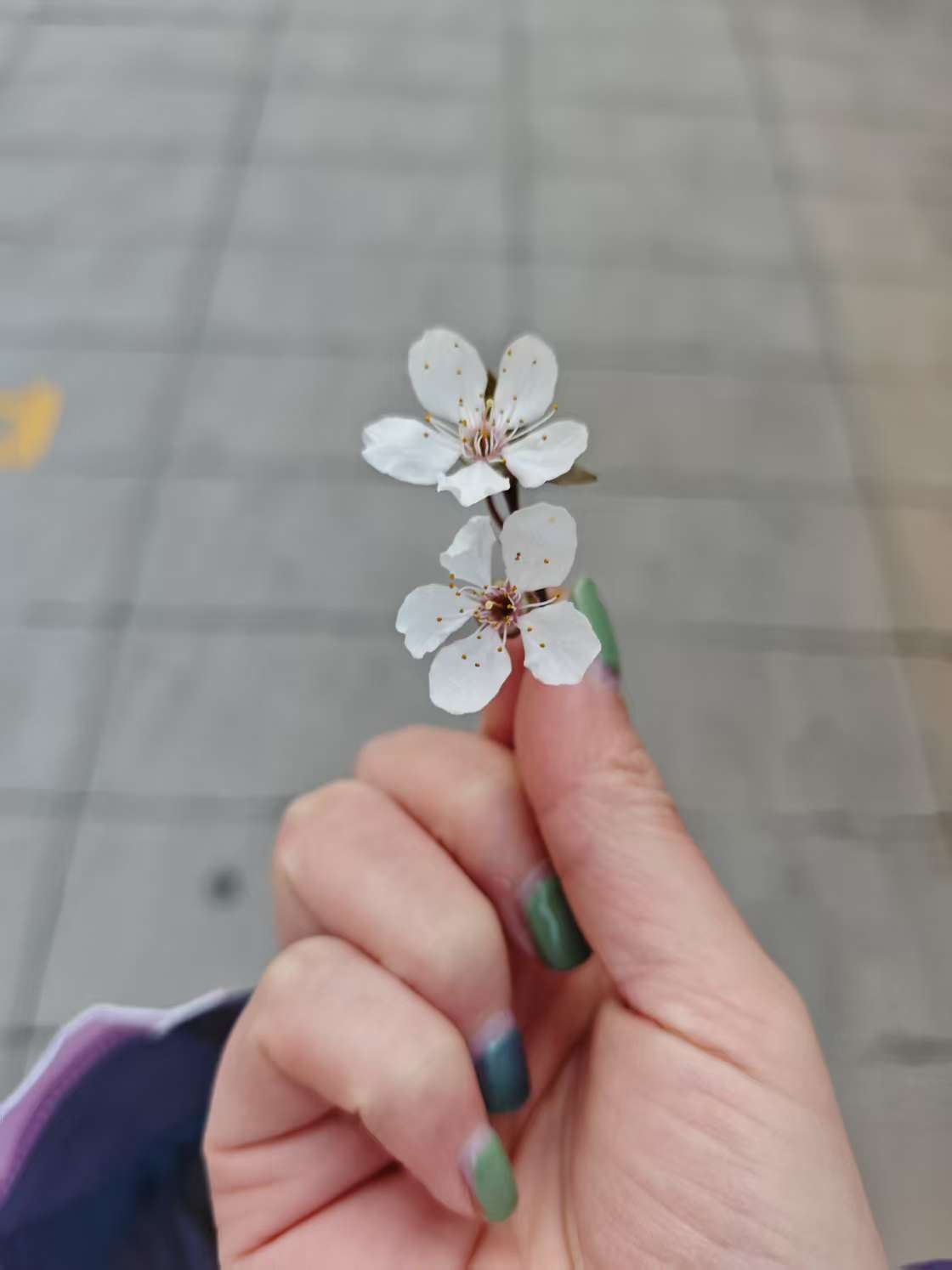 手游妹[超话]  some 辣手摧花[鲜花] ​​​