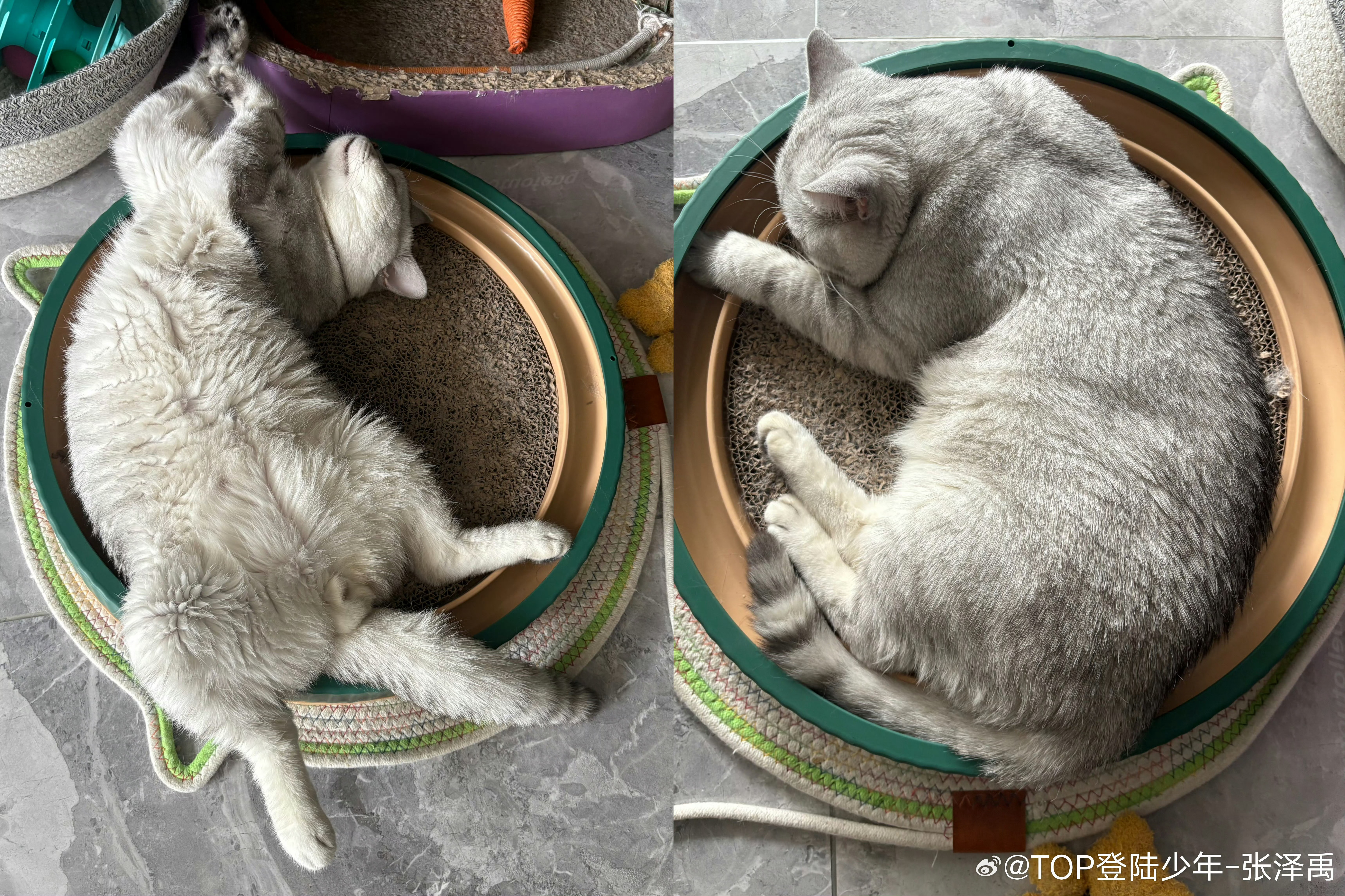 张泽禹庆祝猫咪到家一周年两只猫是幸福肥 被妈妈爸爸养的很好呢~ 