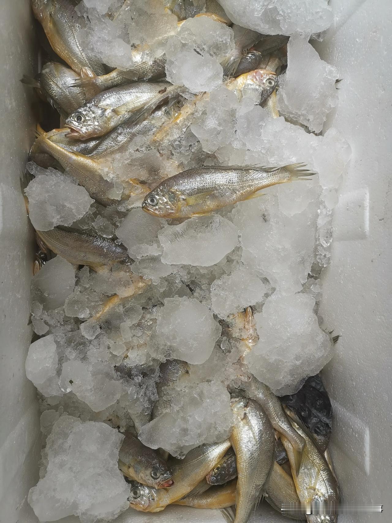 大家好，我是小言，来自山东烟台莱州。

大家都知道，小言家是做海鲜的，今天给大家