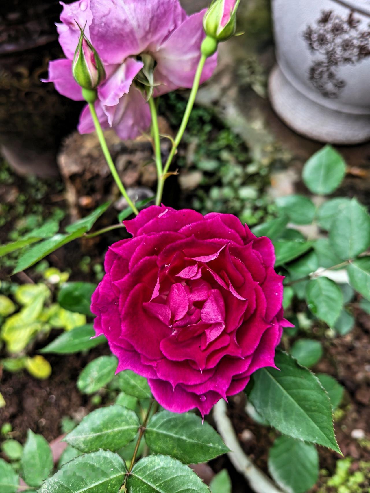 接二连三的绽放，美美哒[大笑][大笑][大笑]