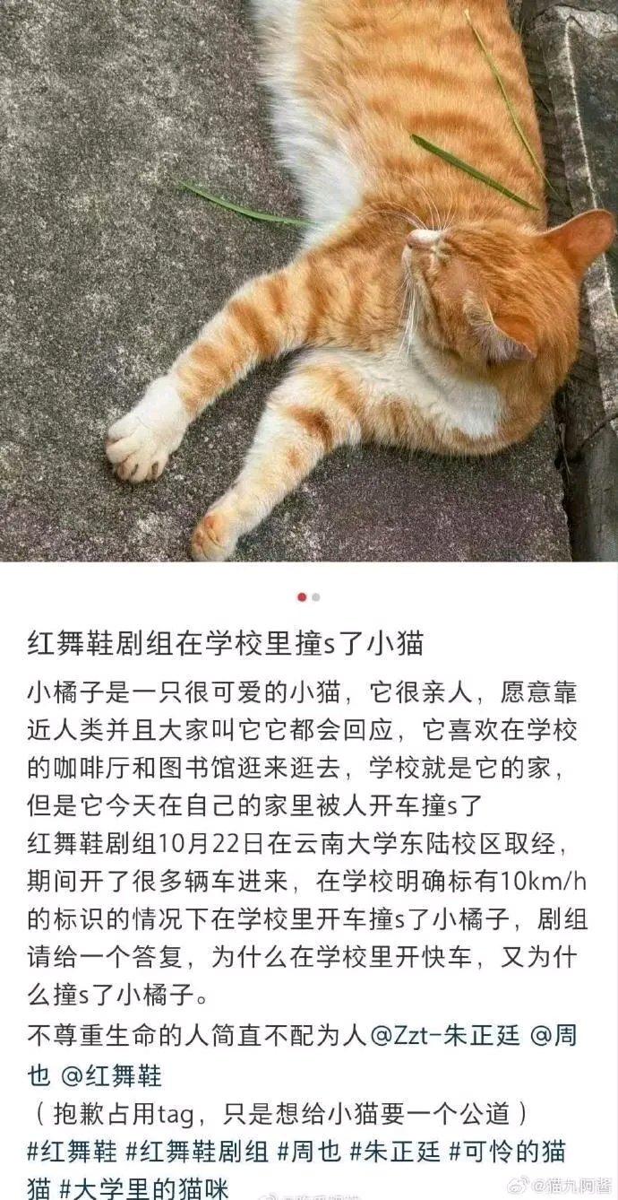 《红舞鞋》剧组在云南大学取景时撞死流浪猫“小橘子”这事儿闹大了。“小橘子”可是校