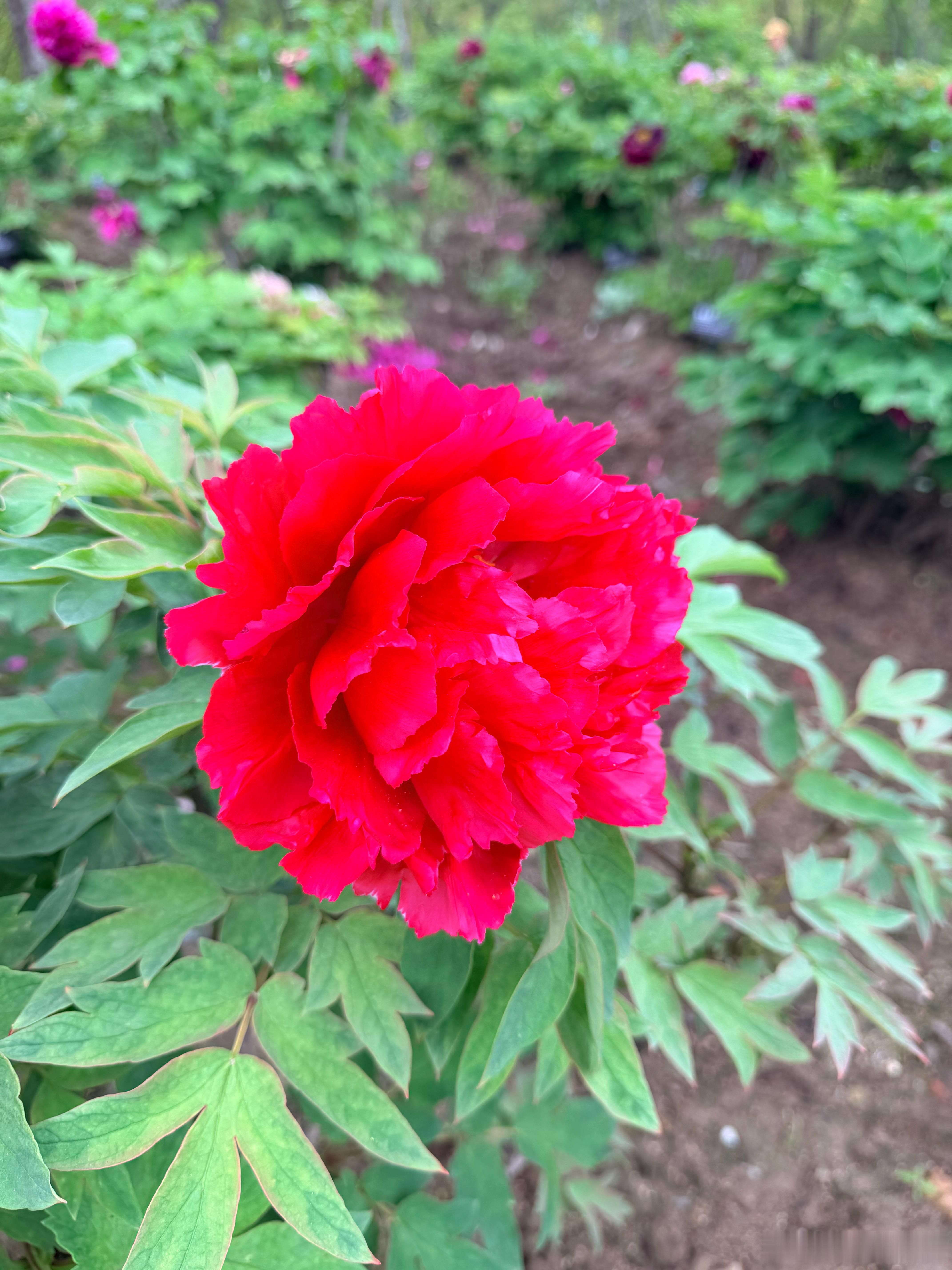 随手拍春天 牡丹真国色-太阳 