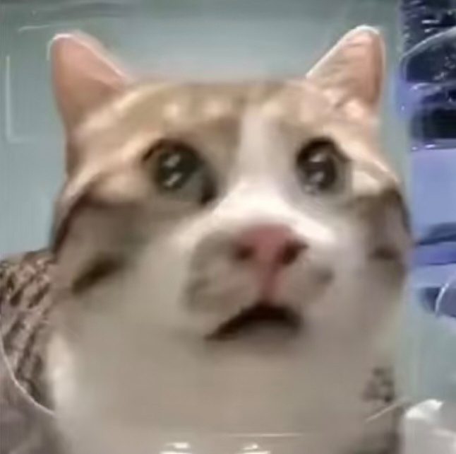 阿辽沙： 