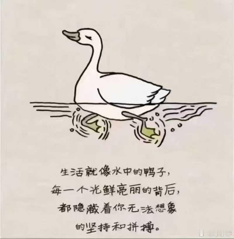 💰💰鸭子定律🐤：水面优雅，水下拼命。所有云淡风轻的背后，都是不为人知的全力