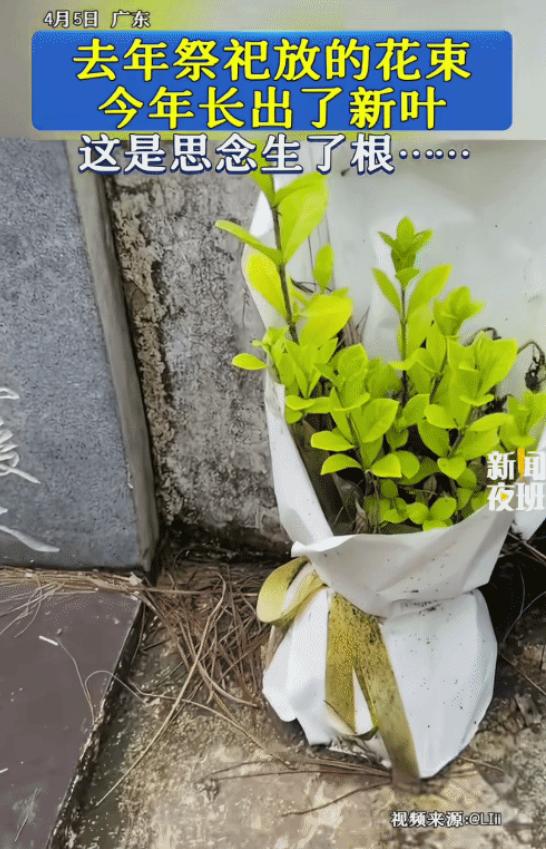 看哭了！广东，女子清明节去扫墓，突然，她发现去年放的一束花，今年长出了枝芽，网友