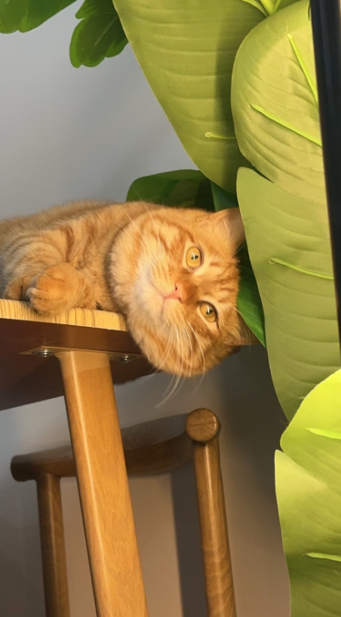 小猫这个表情好像并是不很喜欢他的新拖鞋噢