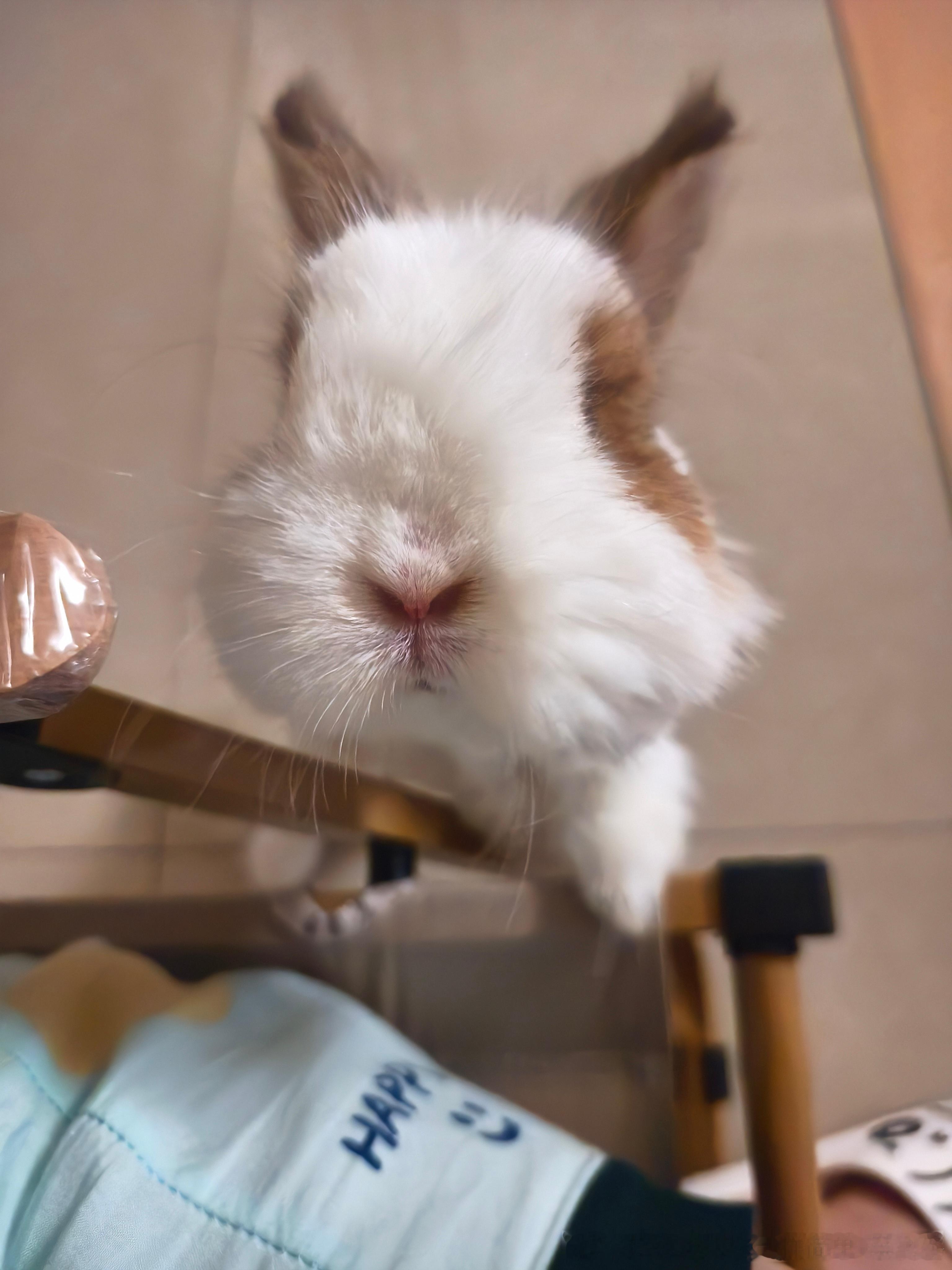 14309🐇【一只猪为了🍌能多努力】 