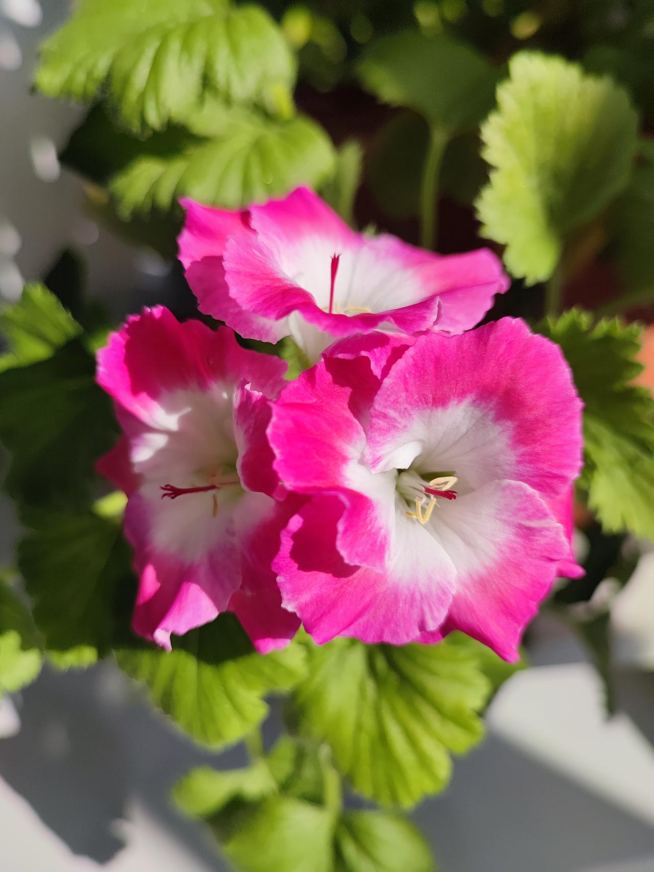 天竺葵有毒吗？
我老公就愿意养天竺葵，
我说它的味道臭臭的，
他居然说我胡说八道