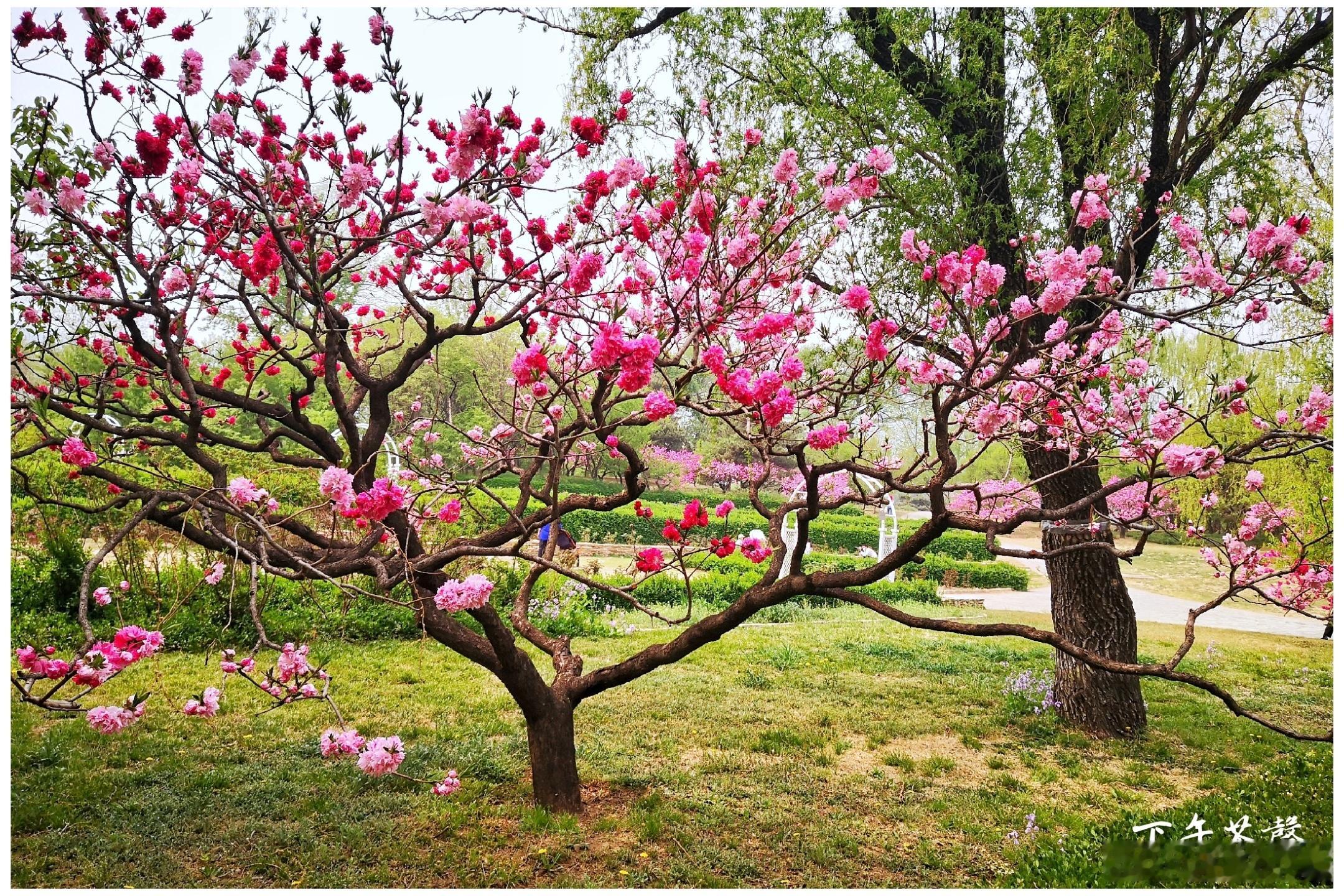 国家植物园4月春色 摄影​​​