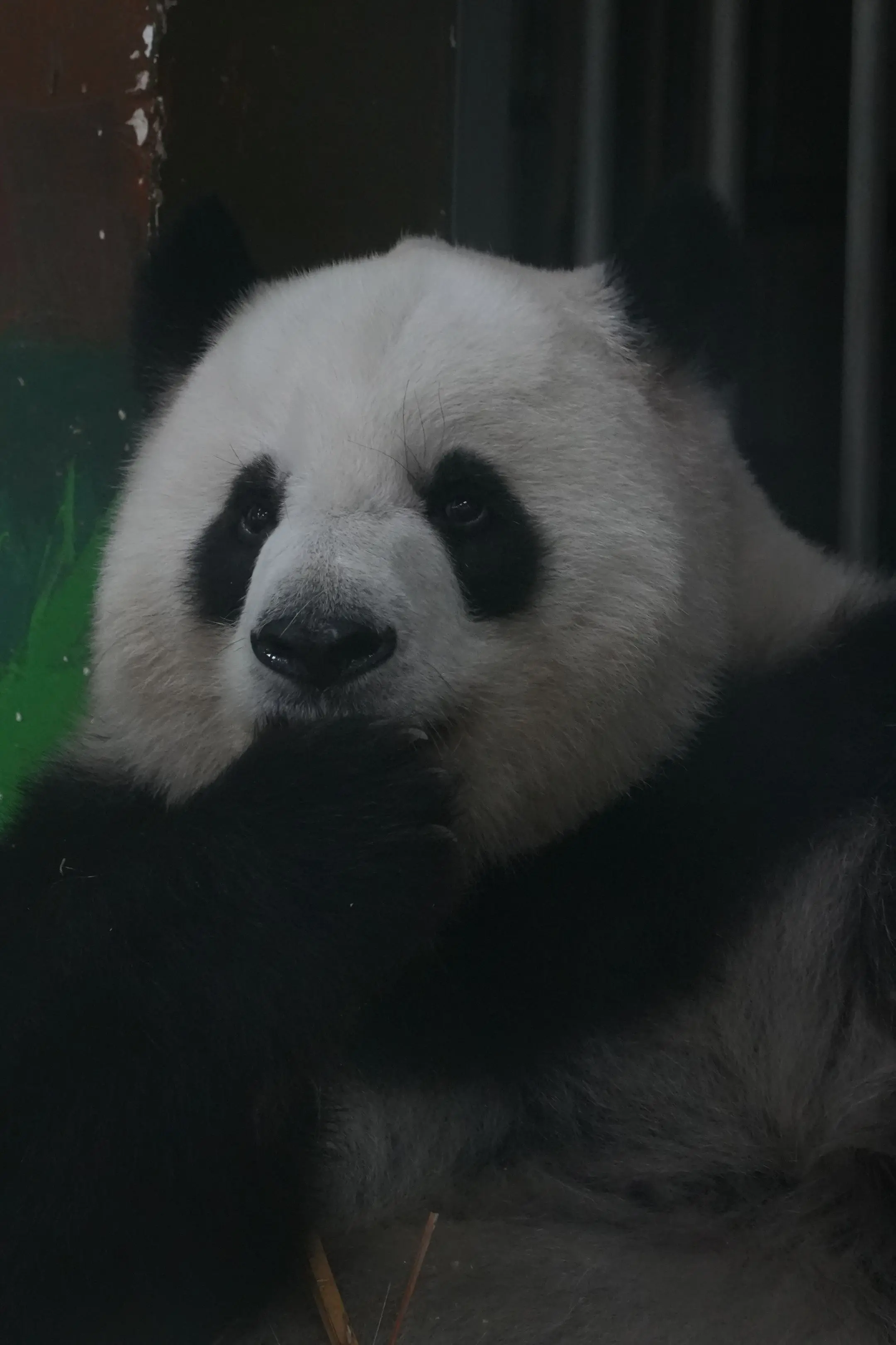 雅一：只要我把嘴捂实！就拍不到我的蛀牙！奶爸奶妈99我，黑妈要拍我蛀牙！