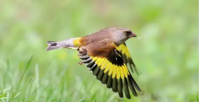 每天一鸟今天说说金翅雀
金翅雀真是春日里的小太阳！它们金黄的羽毛在阳光下闪闪发亮