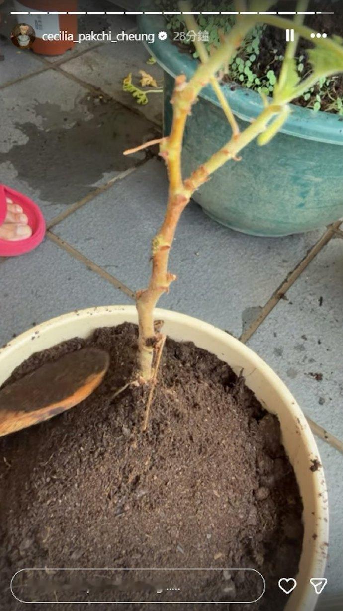 张柏芝更新ins张柏芝ins更新 张柏芝ins更新晒出多张照片：给家里的植物松土