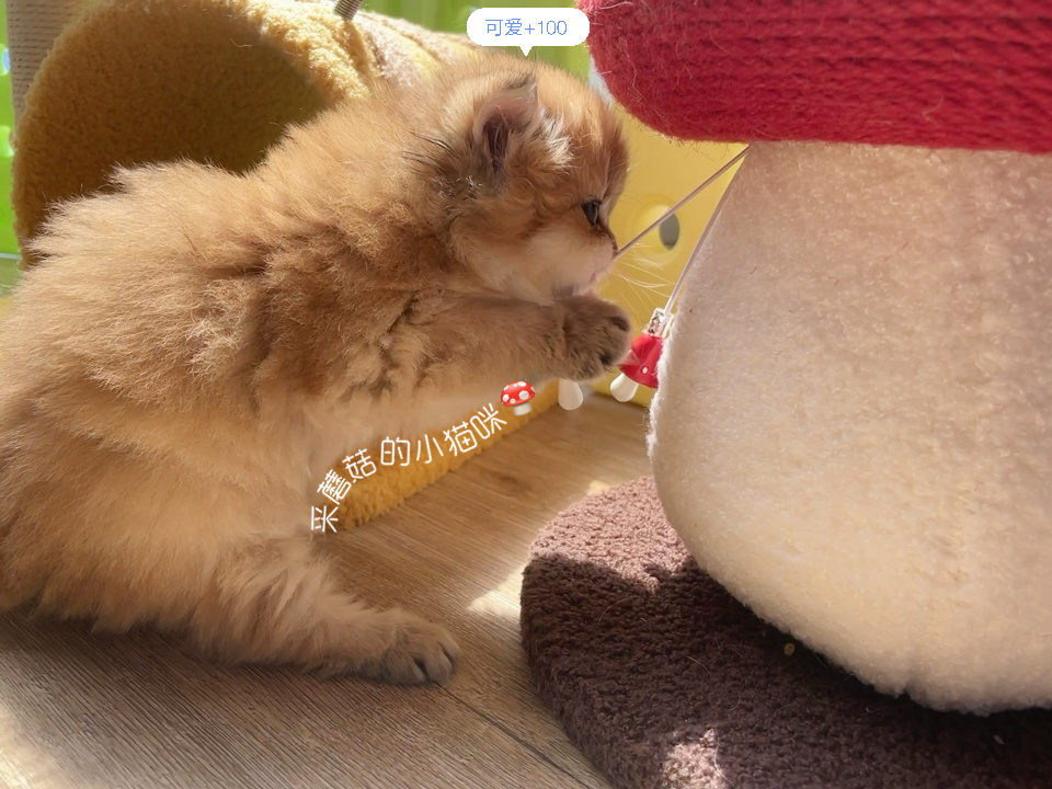 你就说这侧面绝不绝这小额头小鼻头啧啧啧#英国长毛猫##金渐层# ​​​