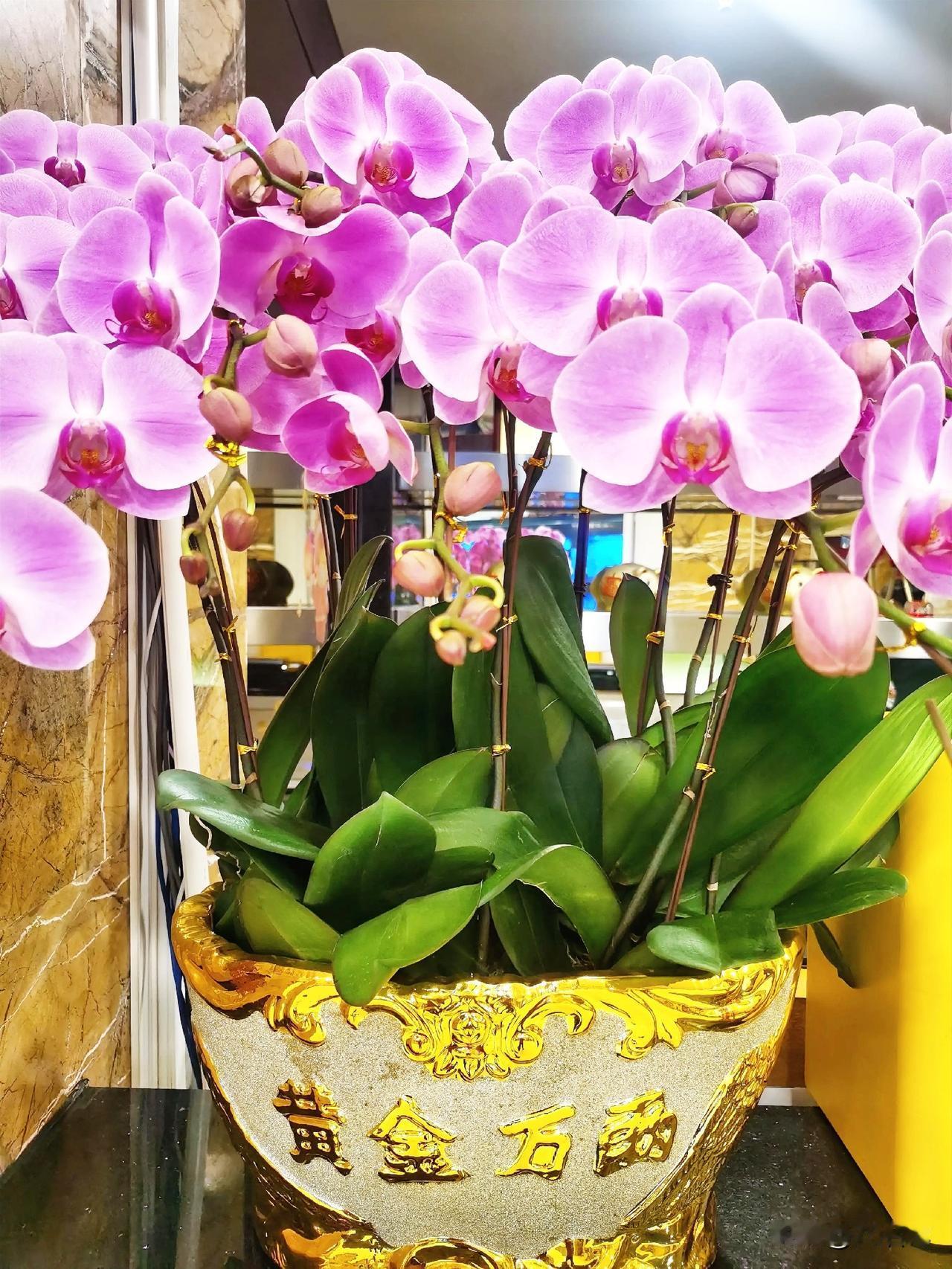 粉嫩嫩的紫花兰，搭配金色花盆，那画面真叫一个美！紫花兰宛如春日使者，带着清新淡雅