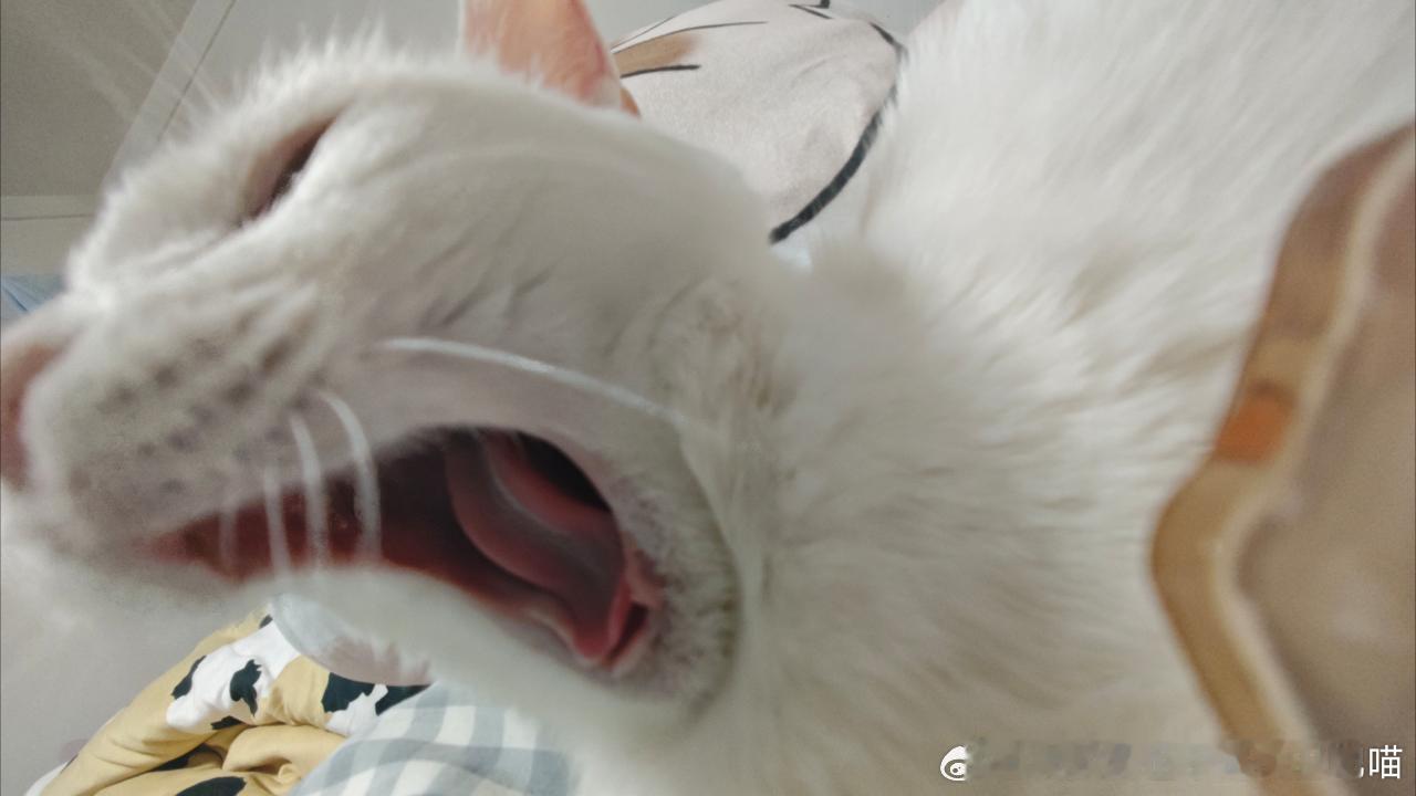 49373【丑猫】识别到水怪叫🦭 