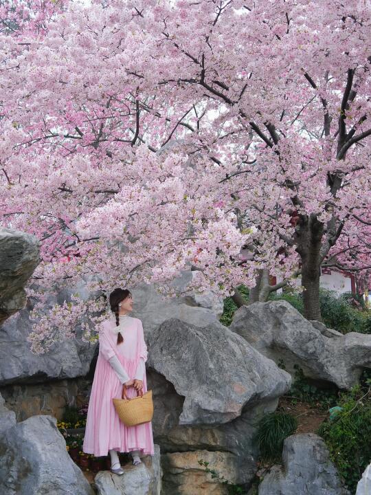 3.11东湖樱园实拍｜樱花树下站谁都美！🌸🌸