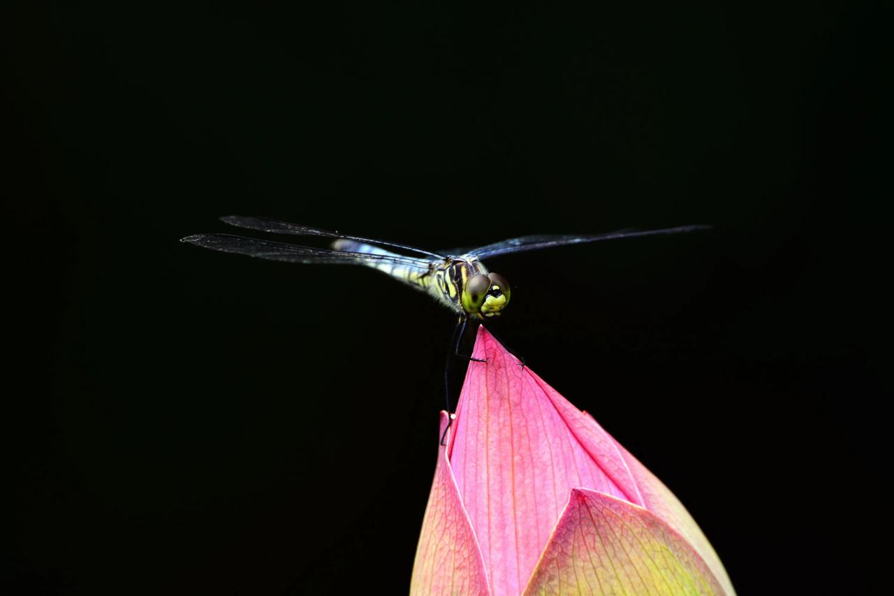 蜓蜓玉立