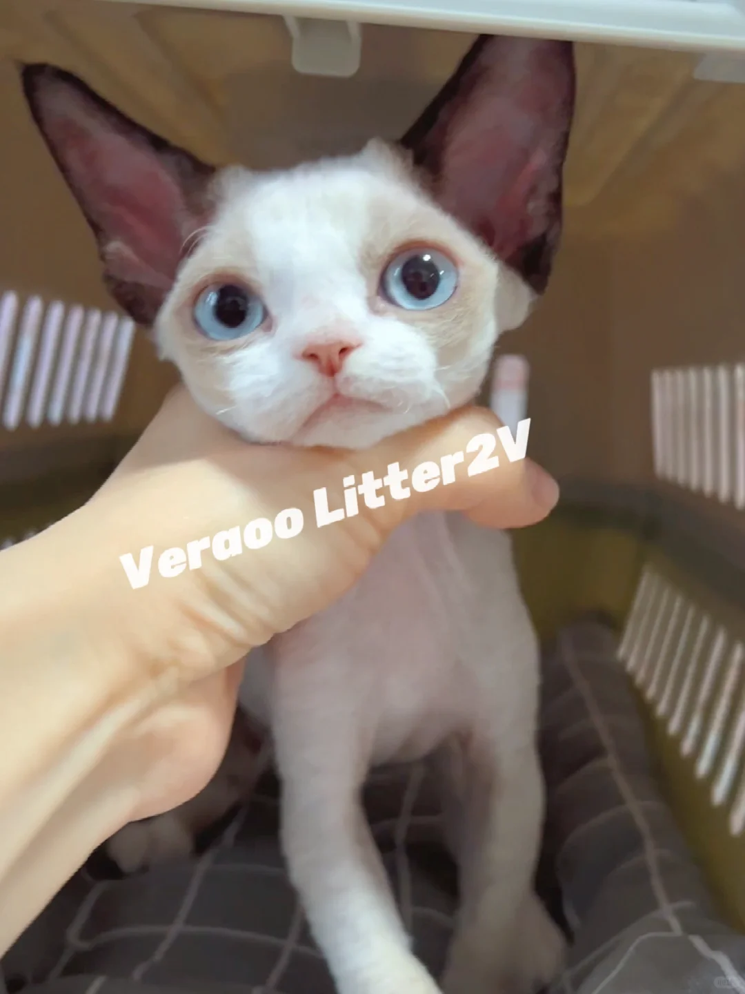 去新家的小甜心｜德文卷毛猫