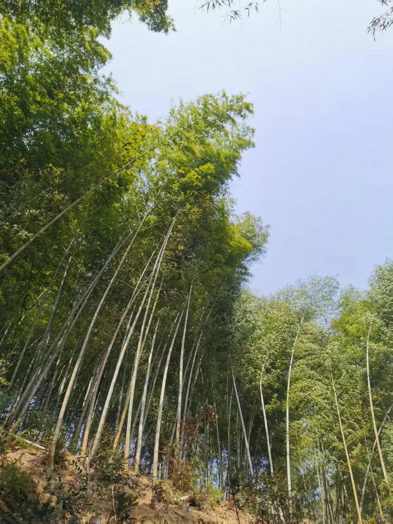 深山峻岭立修篁，翠影摇风映晚阳。
劲节凌霜仍挺秀，虚怀抱志不张扬。
枝摇细雨添新