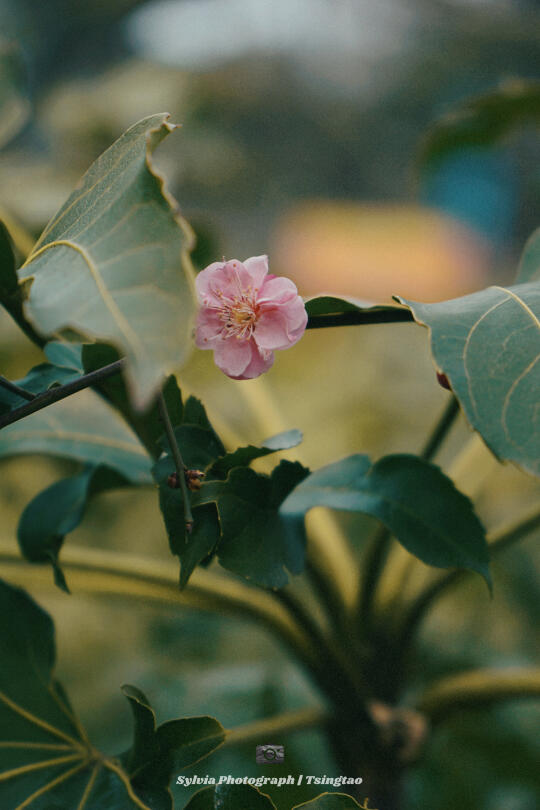 中山公园赏梅花周末不必冲了❗️❗️3月7日实况