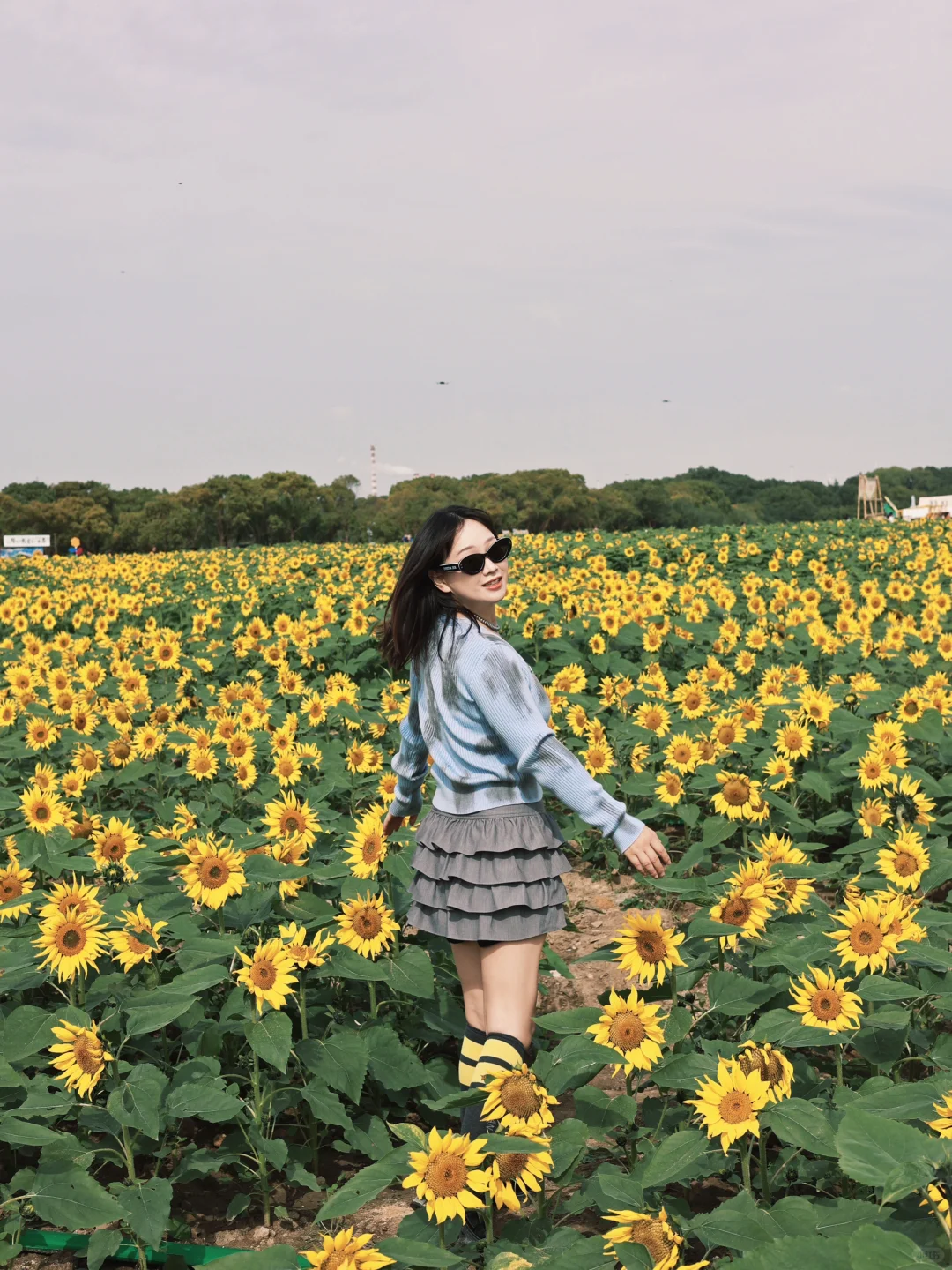 🌻苏州荷塘月色向日葵园 | 邂逅金色浪漫💕