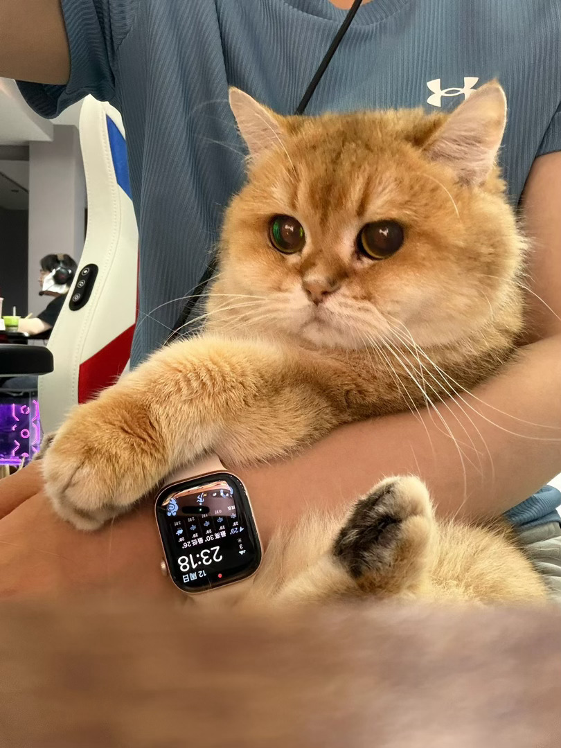 看上去好像秘书没穿裤子被打码了，其实是小猫的尾巴糊住摄像头了啦
