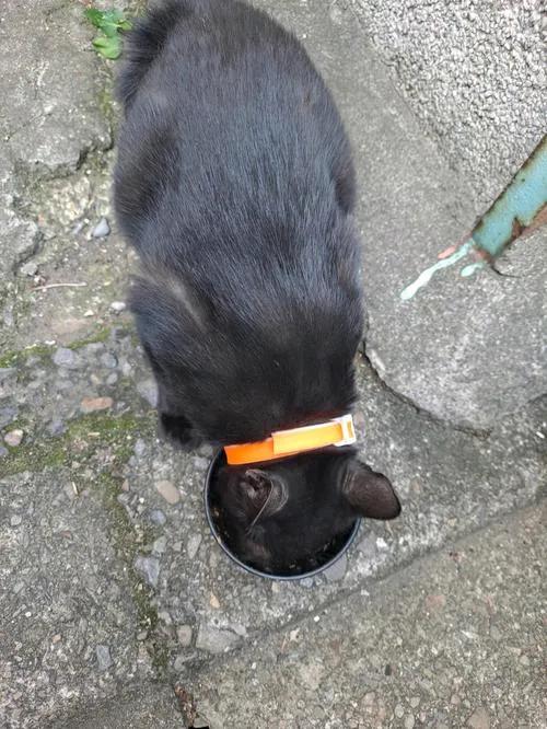 小区又多了一只流浪猫，我和小孙子都见过。
昨天晚上和小孙子找了一晚上，也没找到，