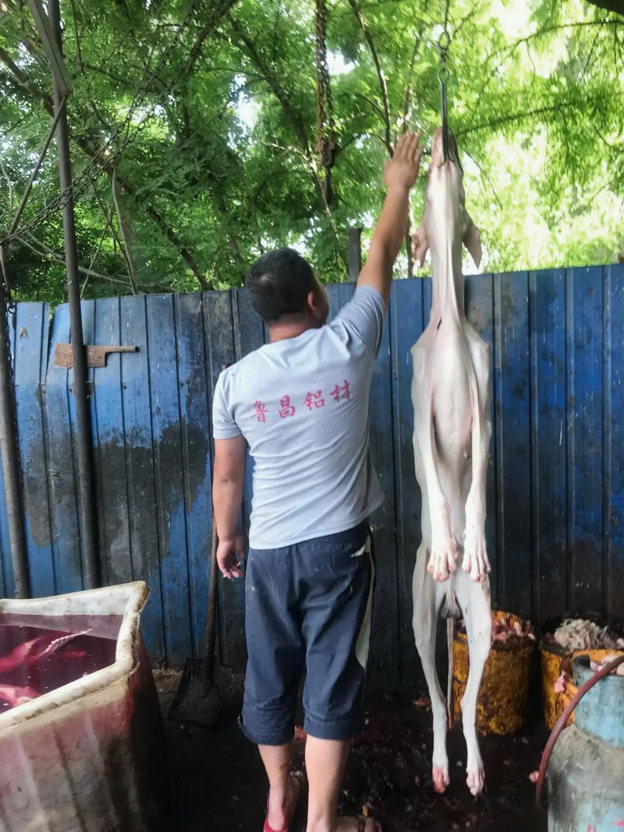 广西玉林荔枝狗肉节即将拉开帷幕，为了营造更加喜庆的氛围，商家也是将养了大半年的狗