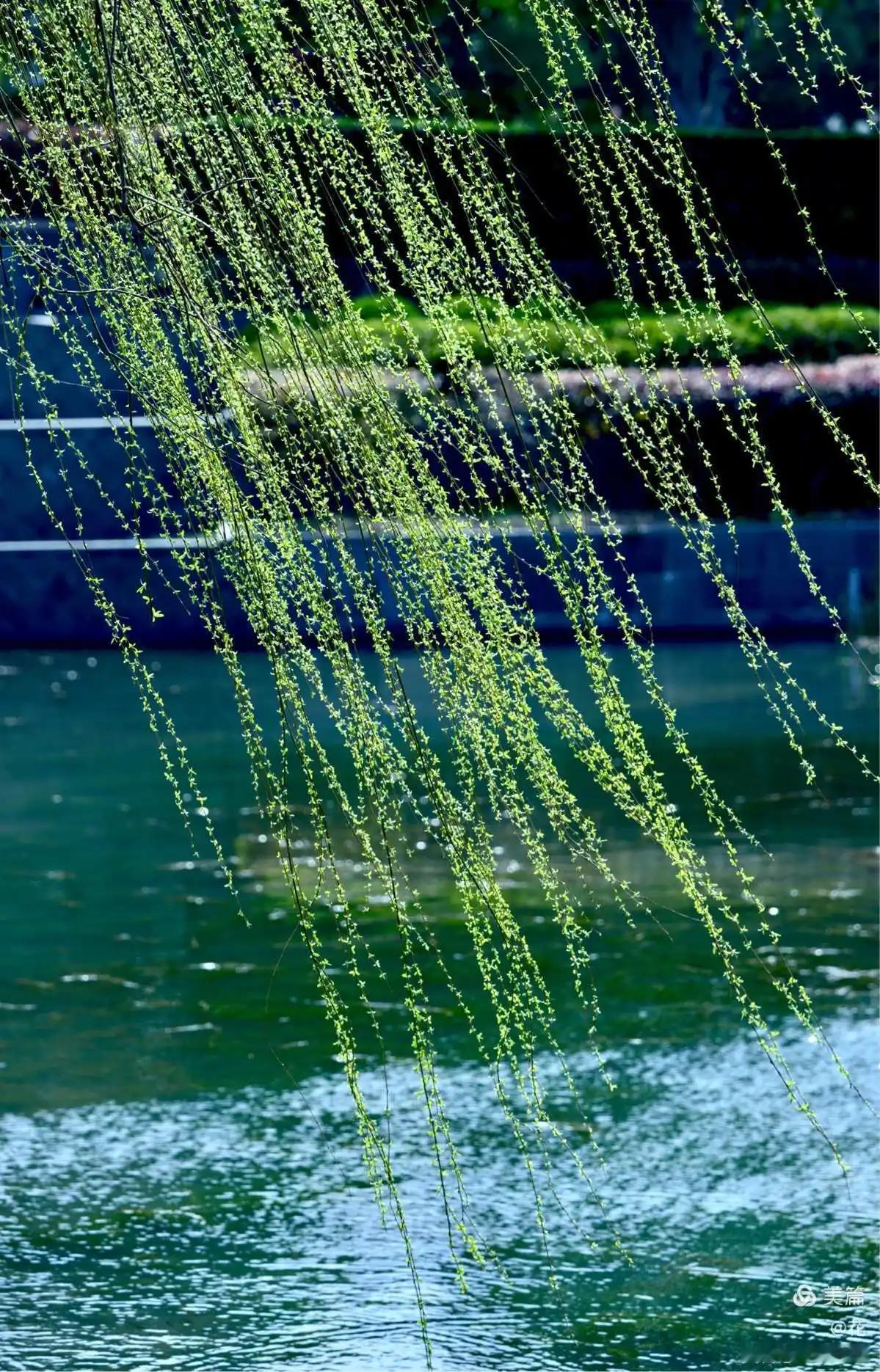 下联：  夏风舞绿柳。