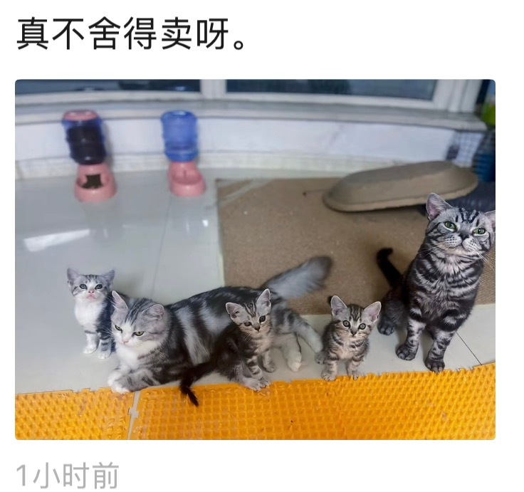 不是大姐，谁问你了啊！你自己留着养呗，非要发这么一句肺话干啥啊