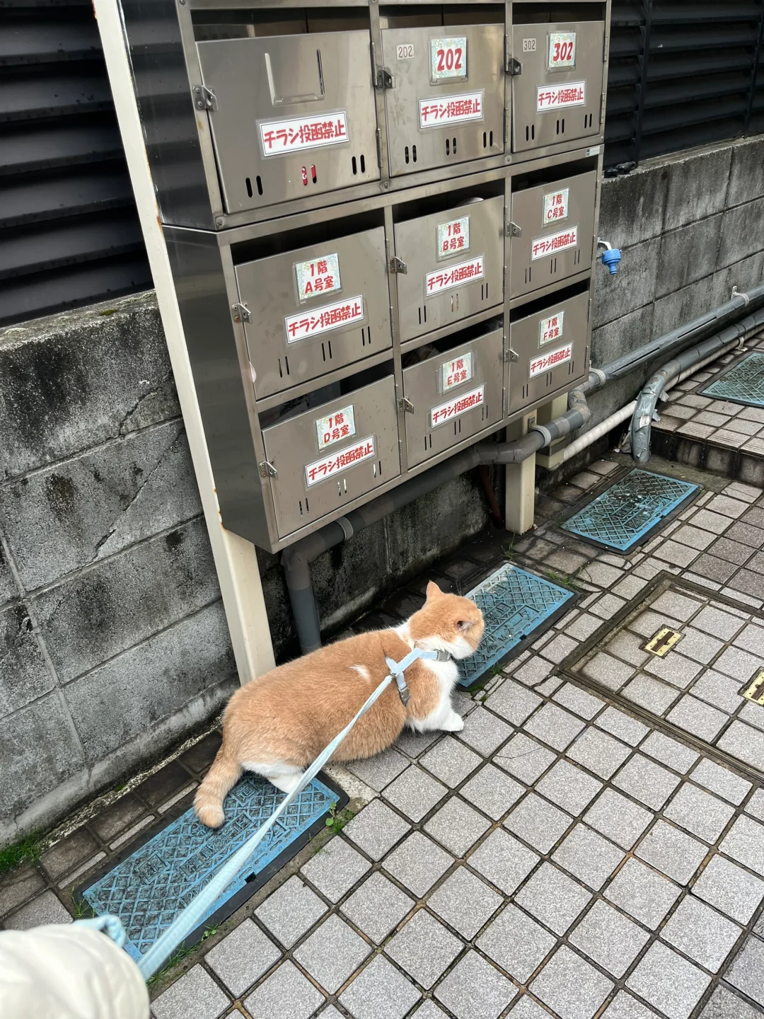 偷偷出门散步中